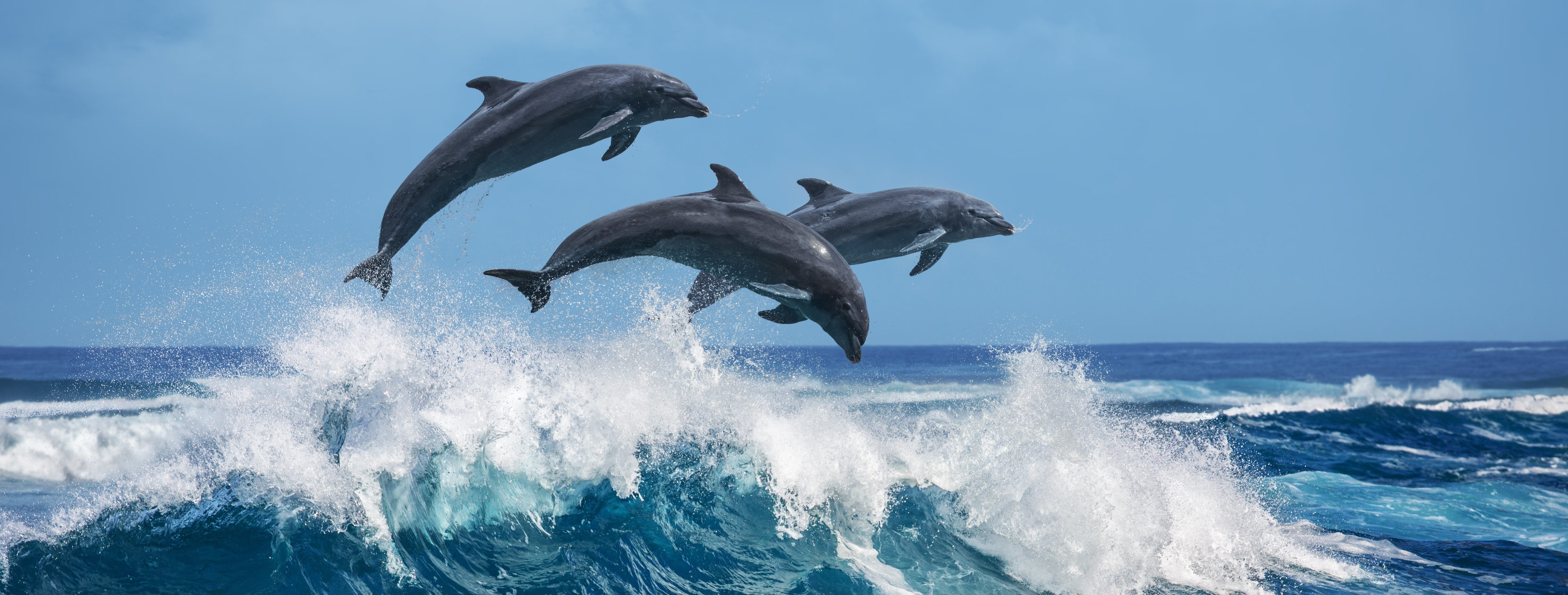 News : Playful or Lazy? Dolphins Ride the Bow Wave